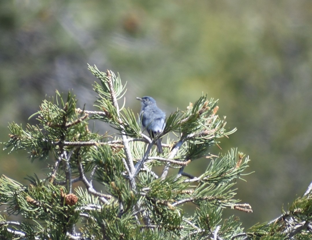 passerine sp. - ML638333839