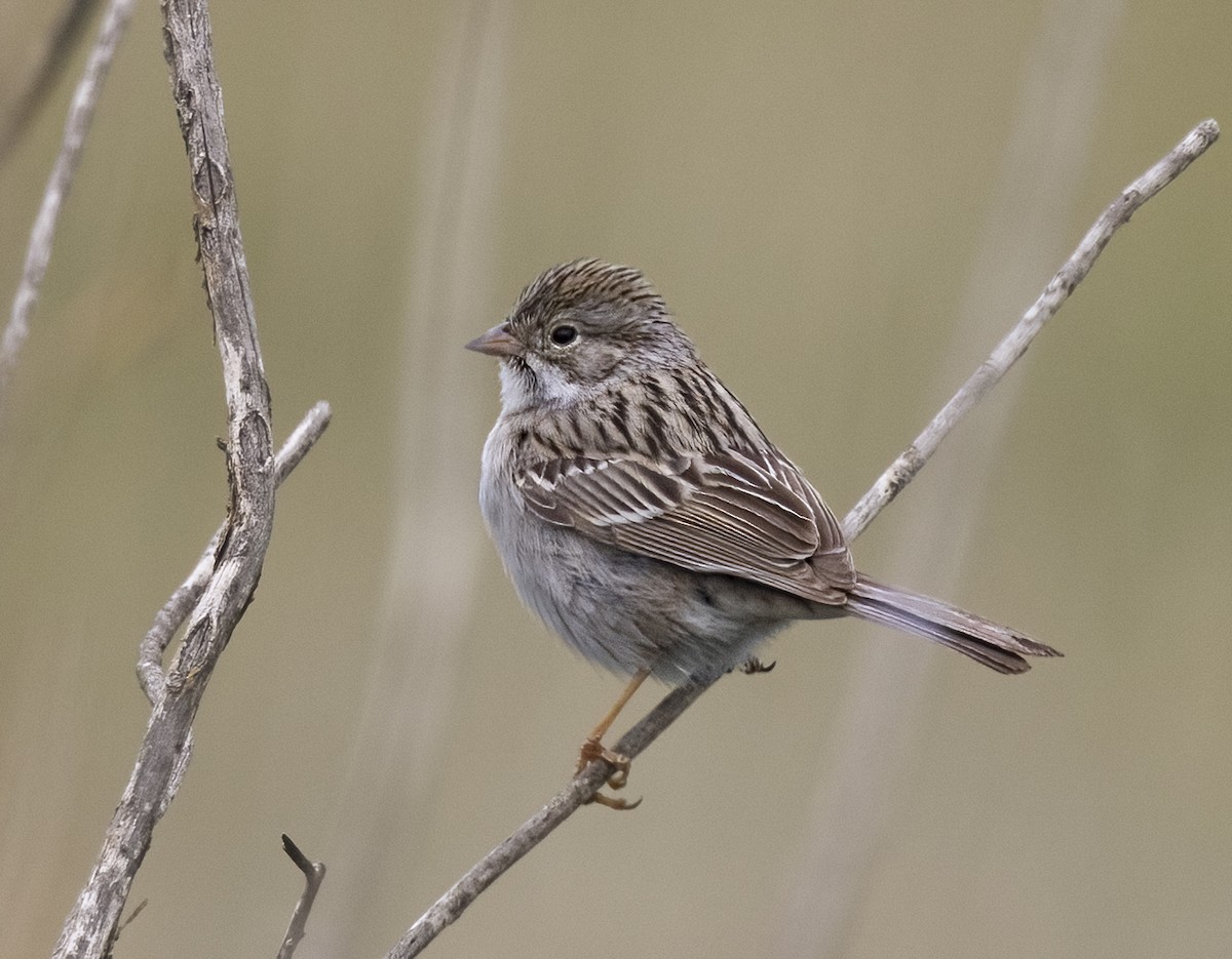 Brewer's Sparrow - ML638333841