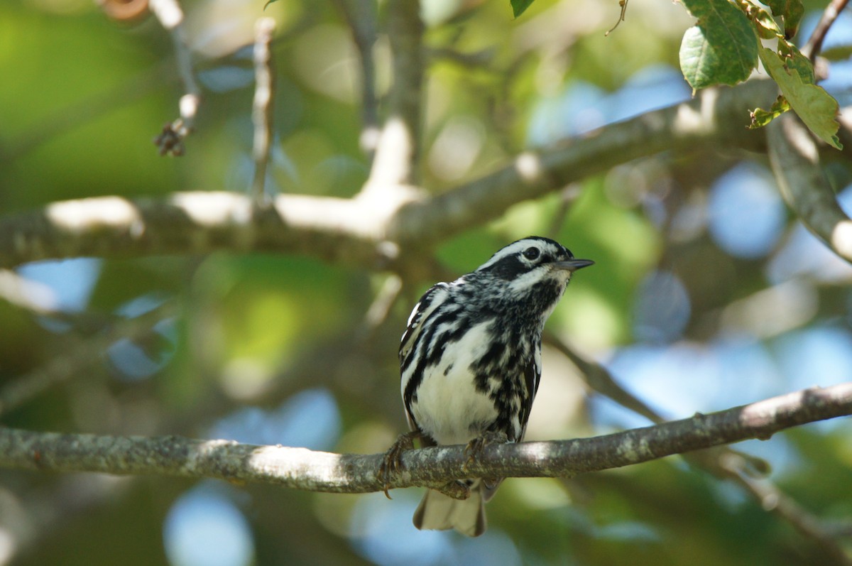 Black-and-white Warbler - ML638333842