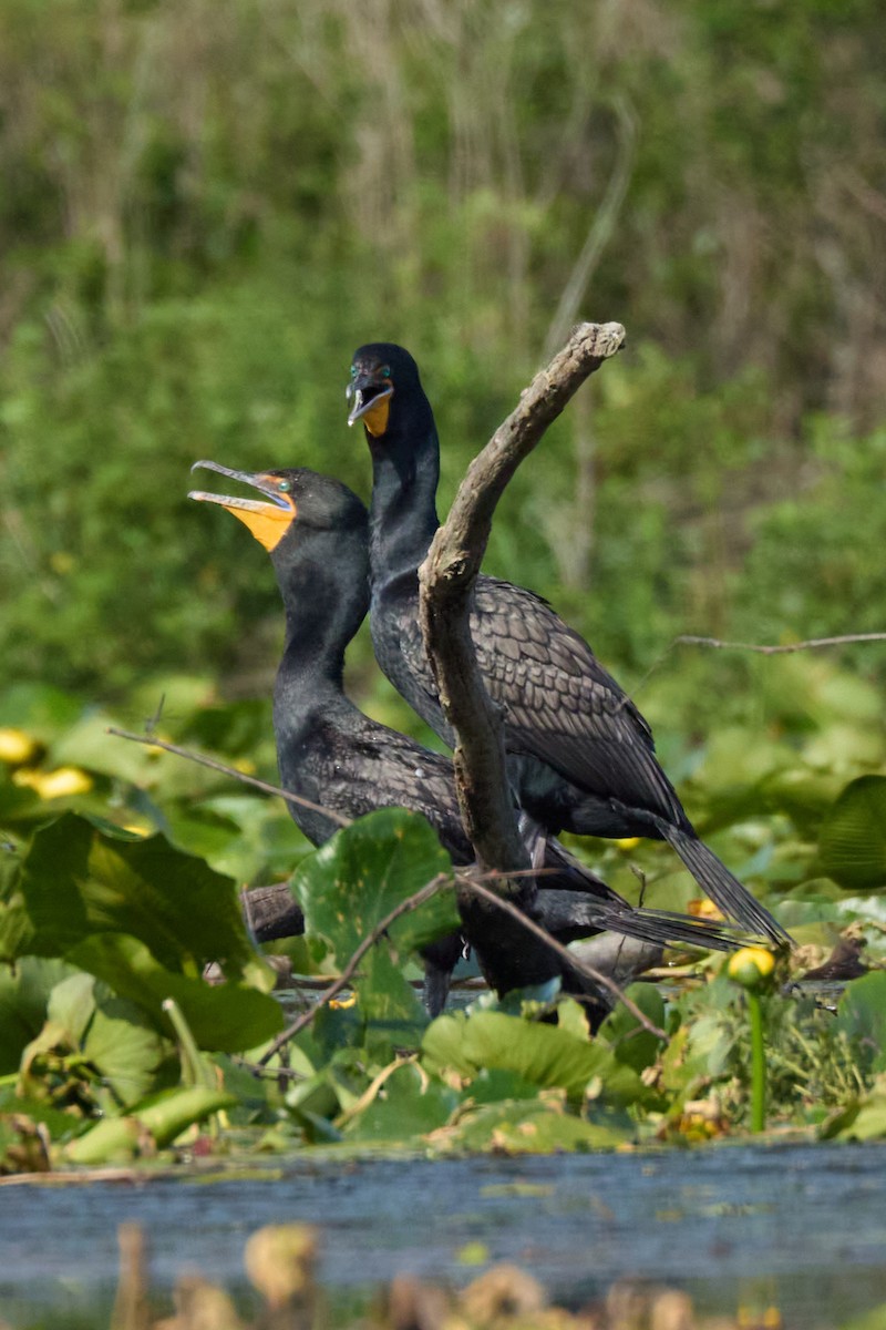 Double-crested Cormorant - ML638333843