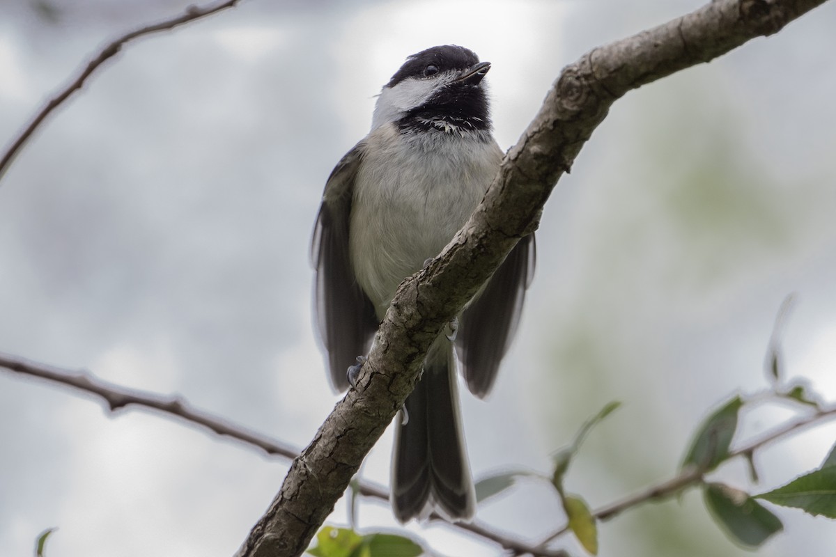 Black-capped Chickadee - ML638333845