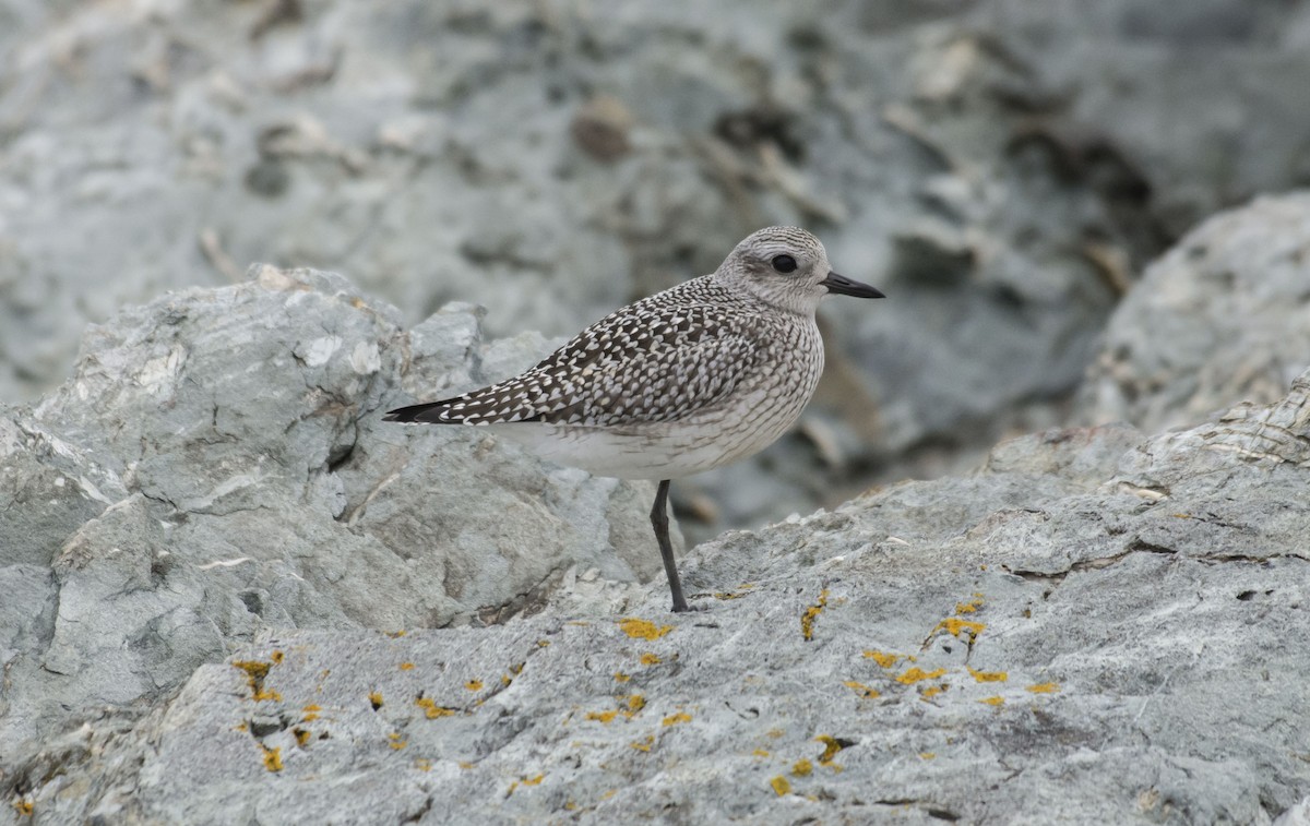Black-bellied Plover - ML638333858