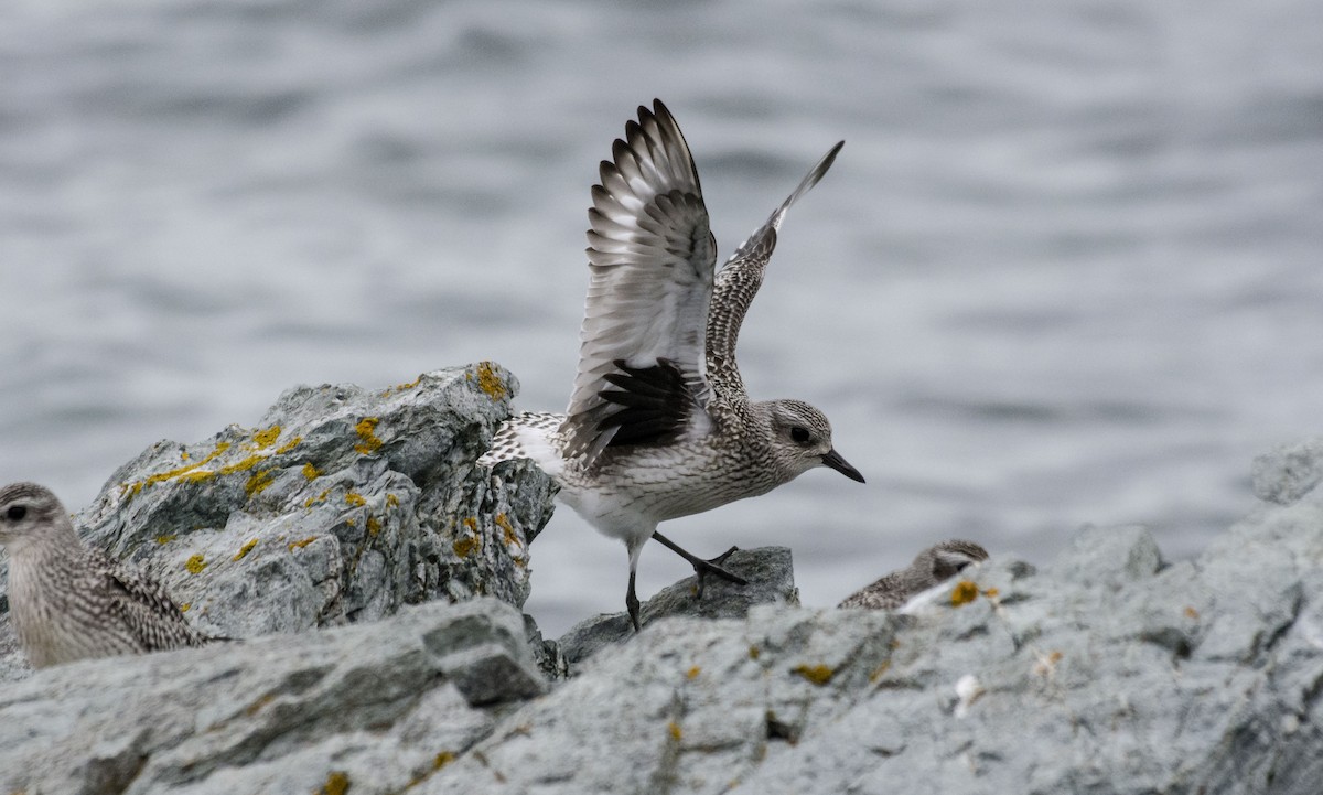 Black-bellied Plover - ML638333859