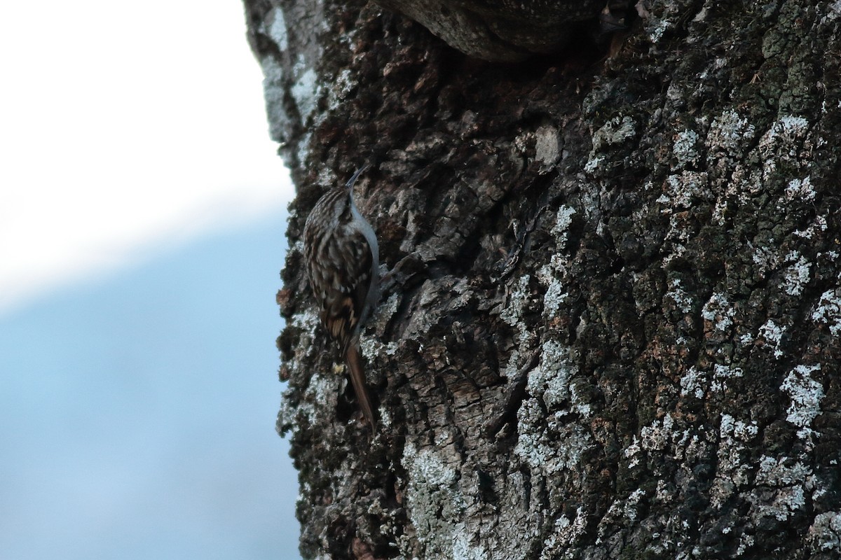 Short-toed Treecreeper - ML638333865
