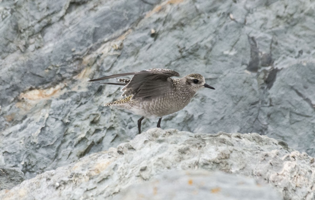 American Golden-Plover - ML638333873