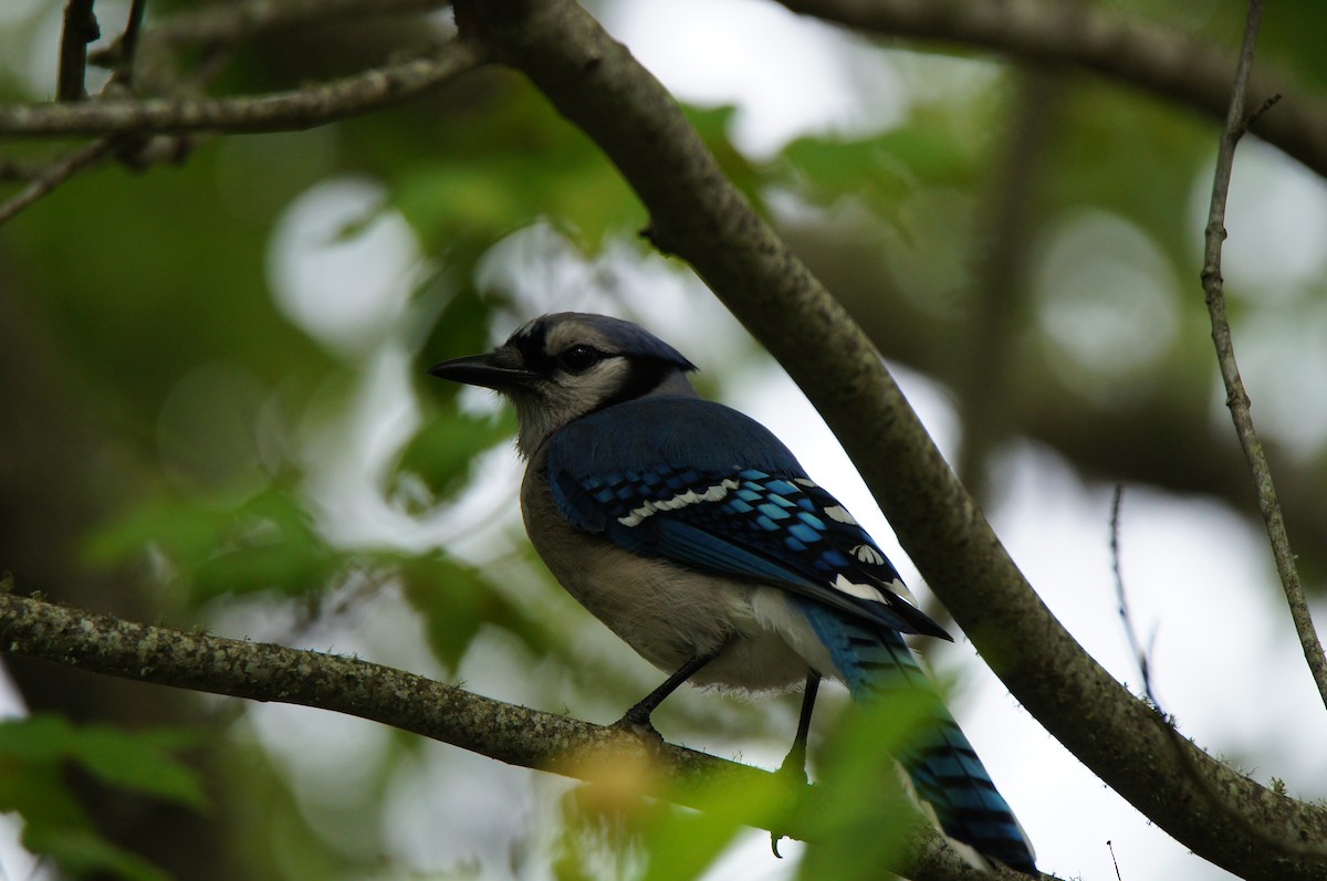 Chara Azul - ML638333876