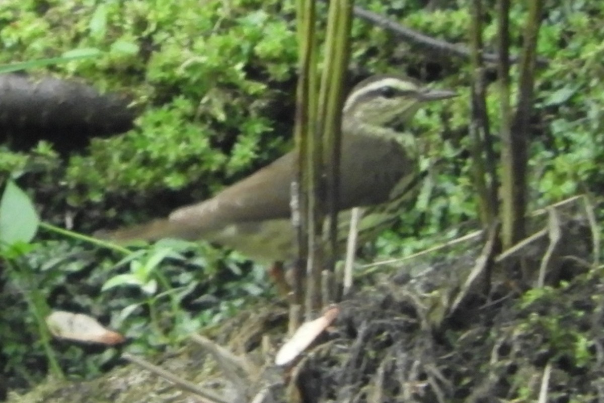 vannparula - ML638333881