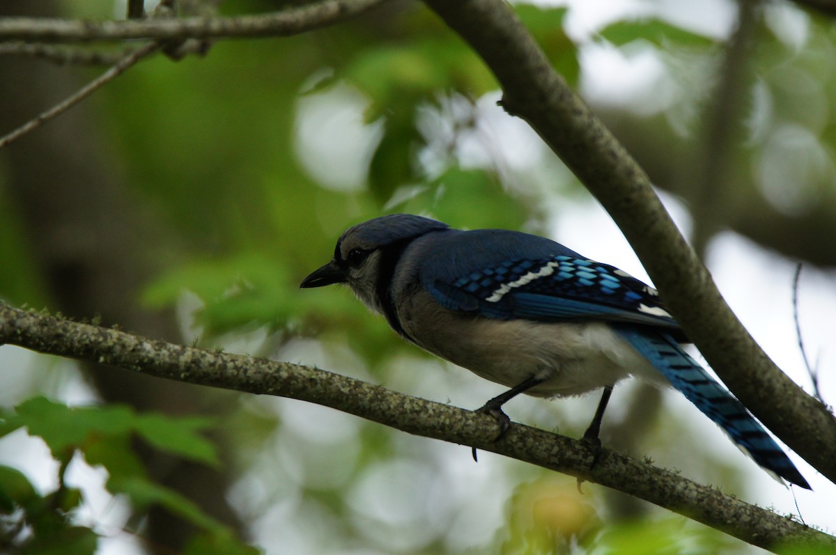 Chara Azul - ML638333883