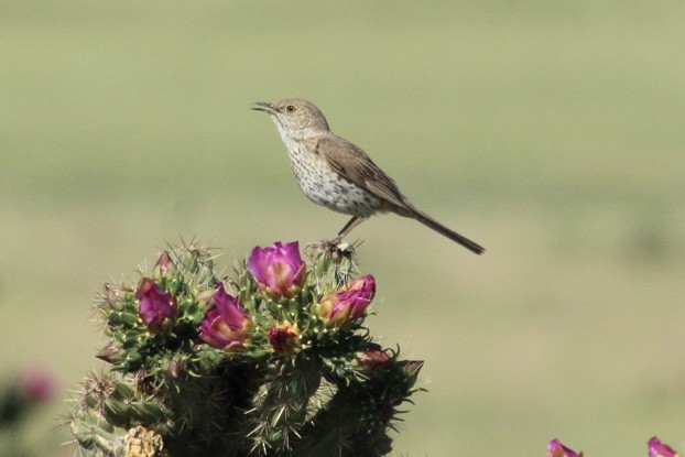 Sage Thrasher - ML638333895