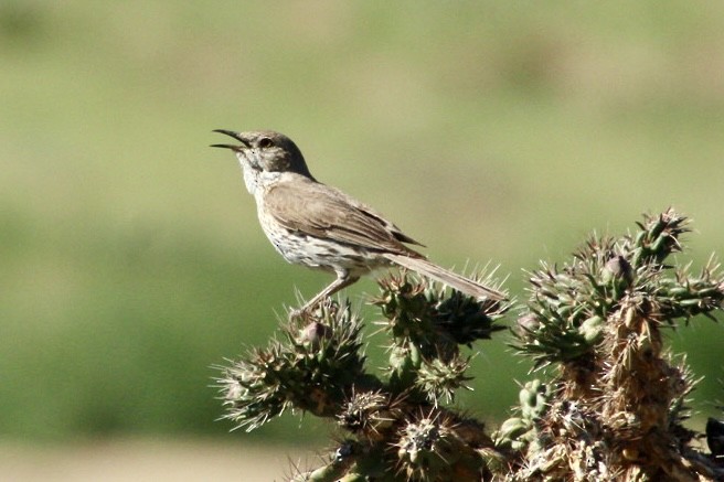 Sage Thrasher - ML638333896