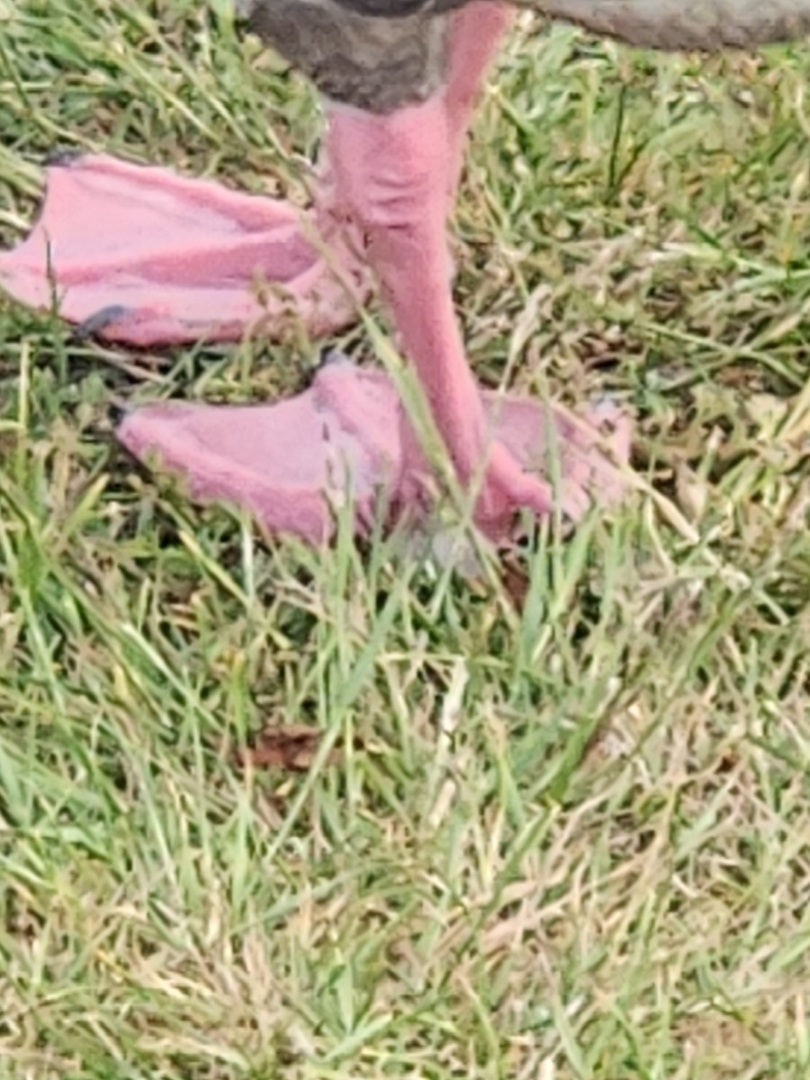 Pink-footed Goose - ML638333897