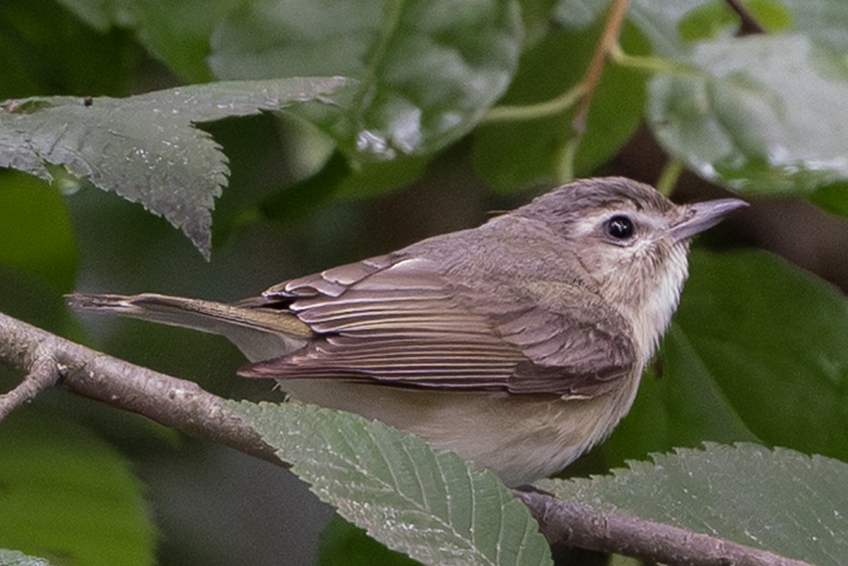 Warbling Vireo - ML638333900