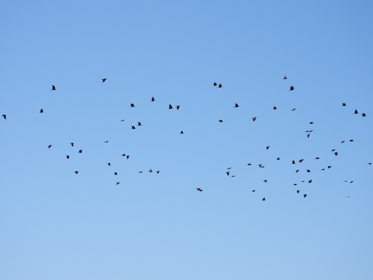American Crow - ML638333901