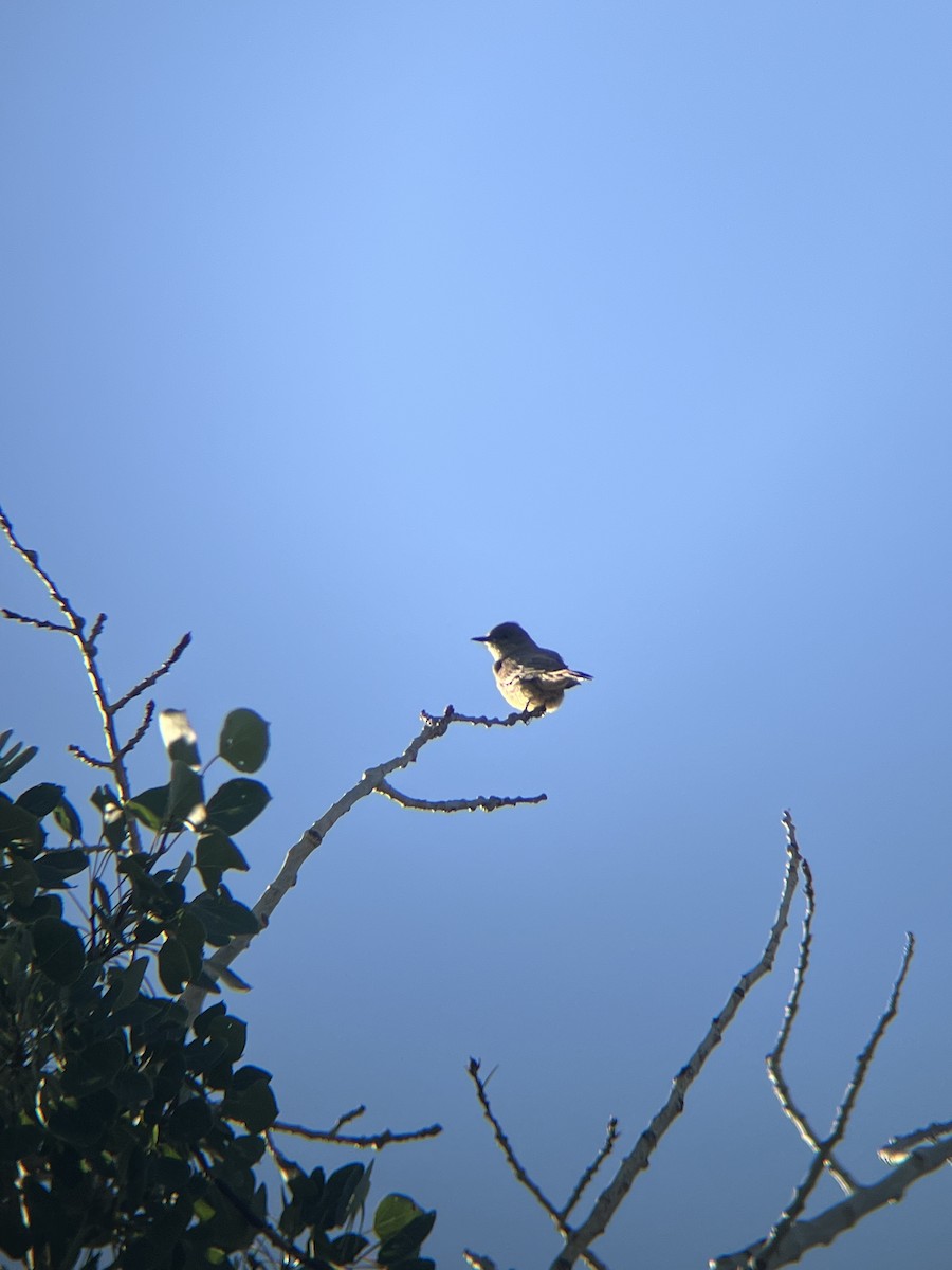 Say's Phoebe - ML638333909
