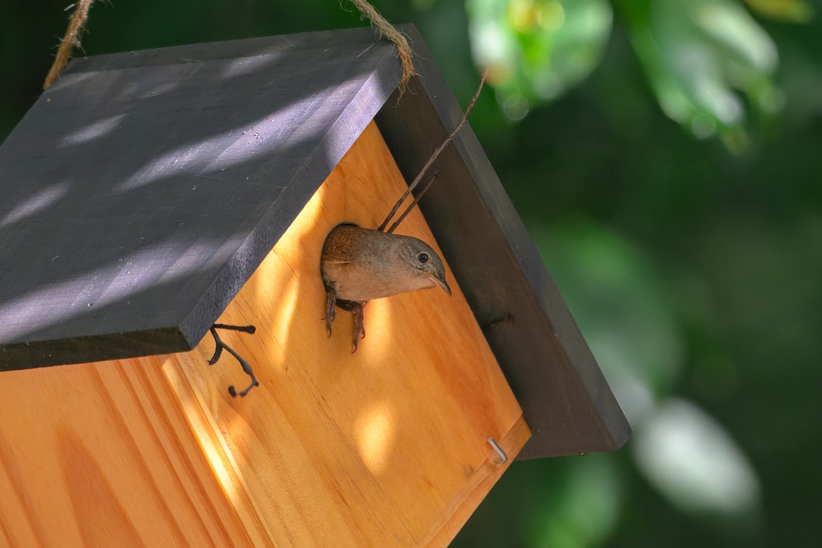 Northern House Wren - ML638333914