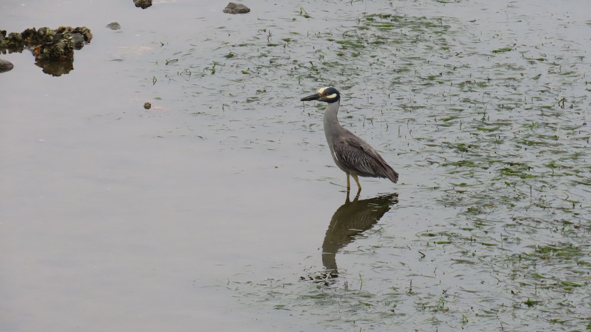 Yellow-crowned Night Heron - ML638333917