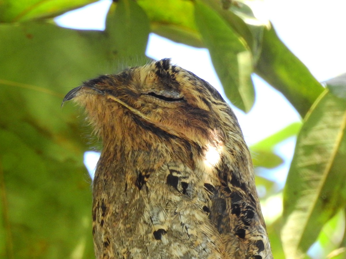 Common Potoo - ML638333919