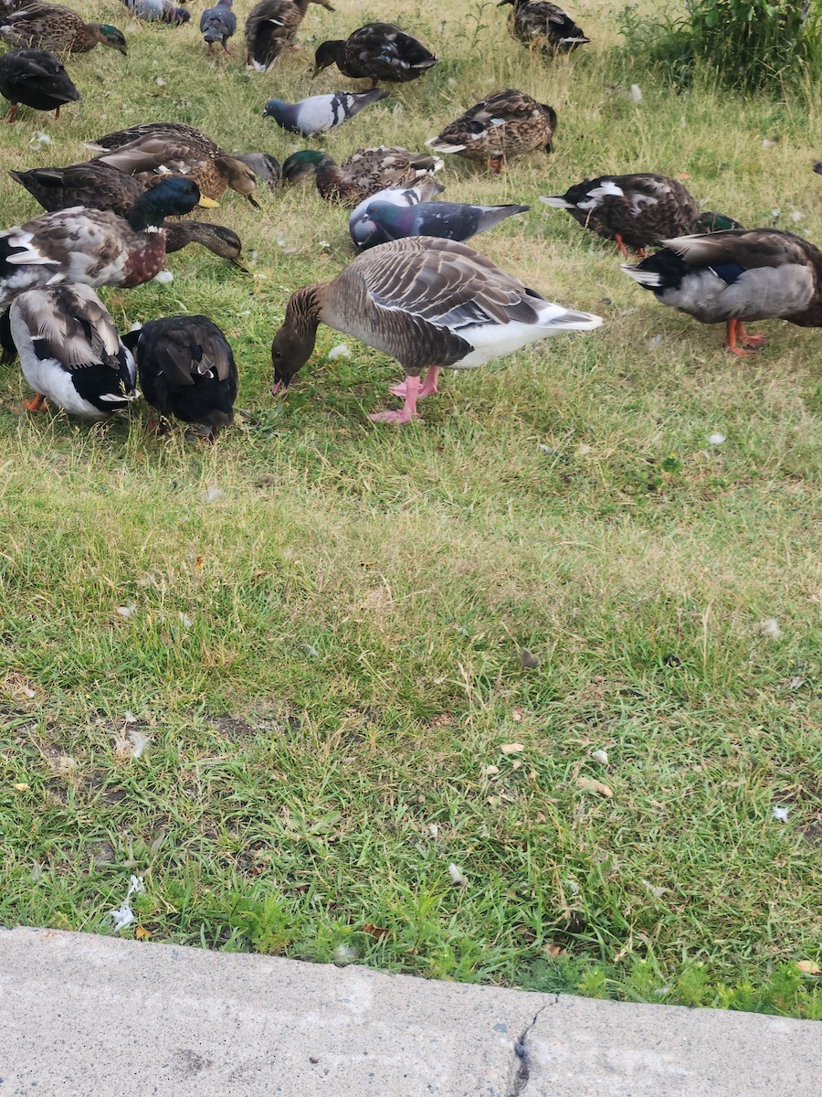 Pink-footed Goose - ML638333920