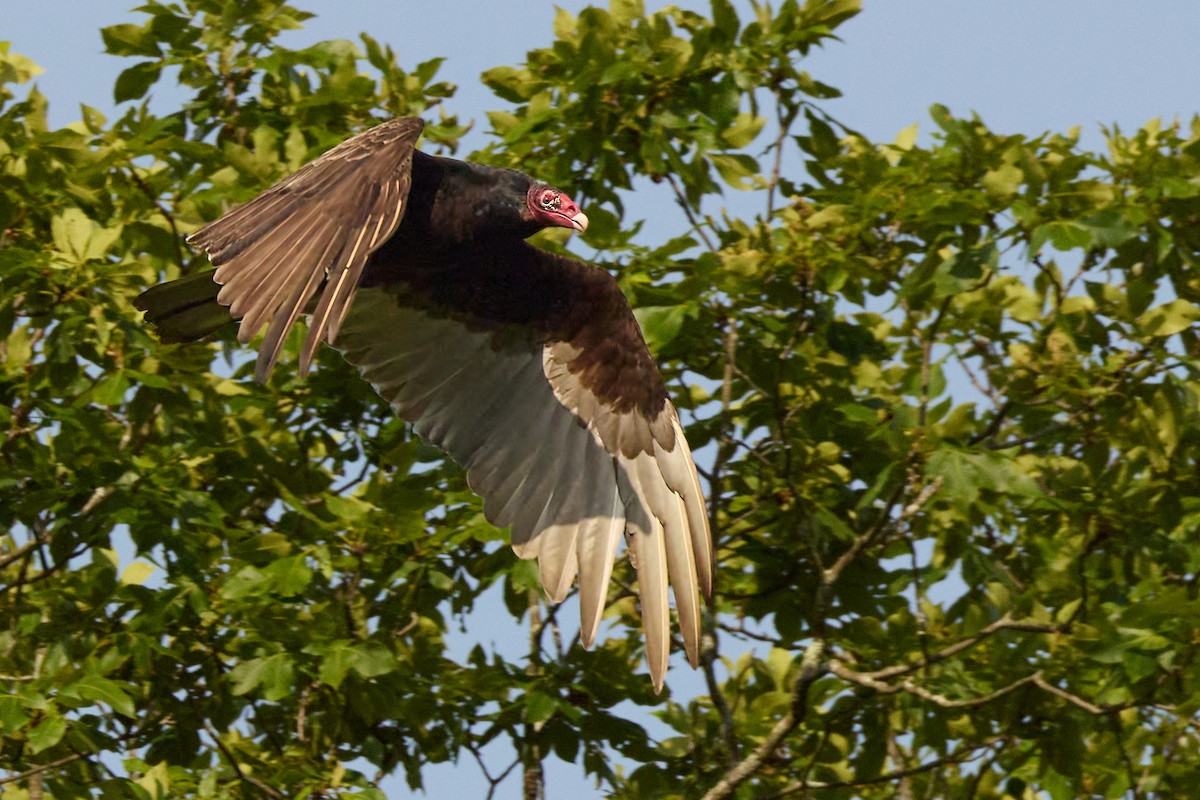 Turkey Vulture - ML638333921