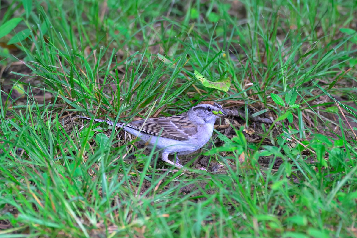 Chipping Sparrow - ML638333923