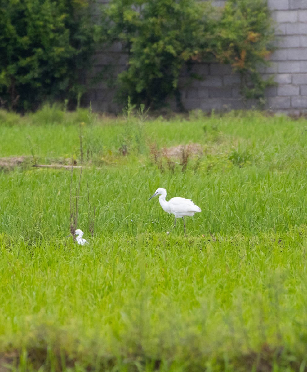 Little Egret - ML638333924