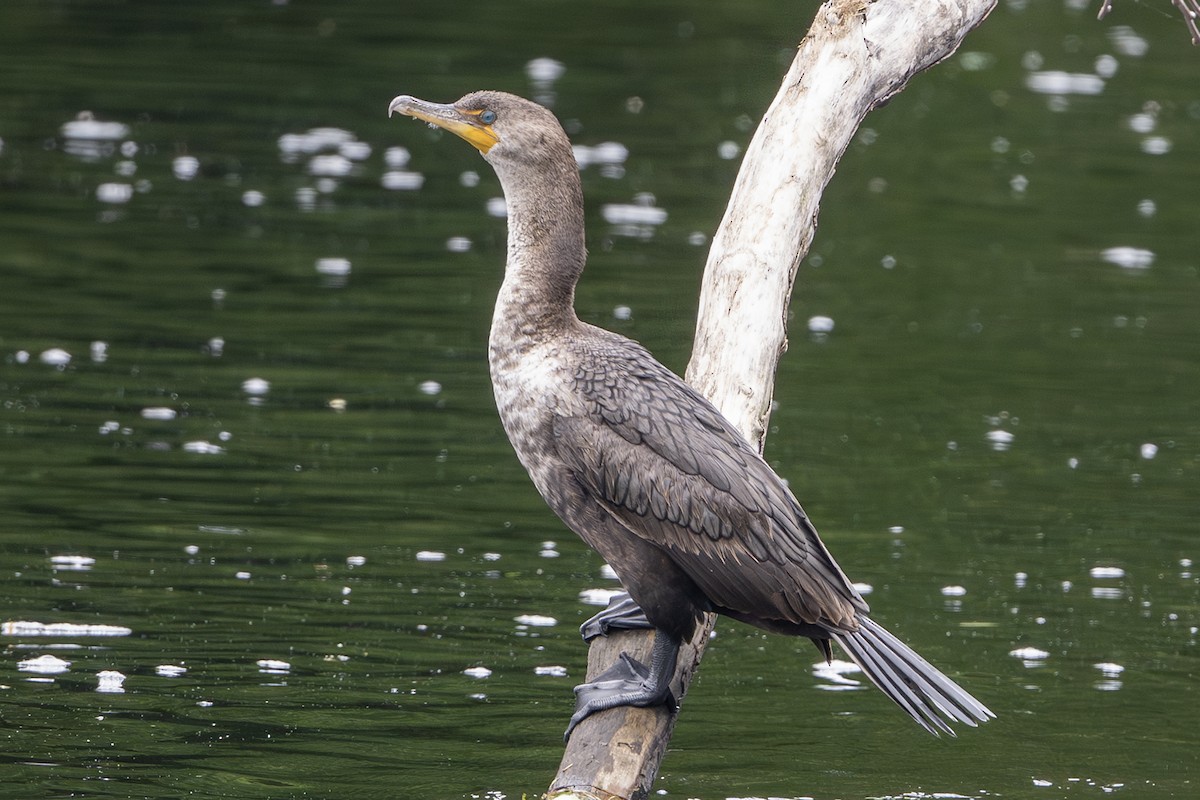 Double-crested Cormorant - ML638333925