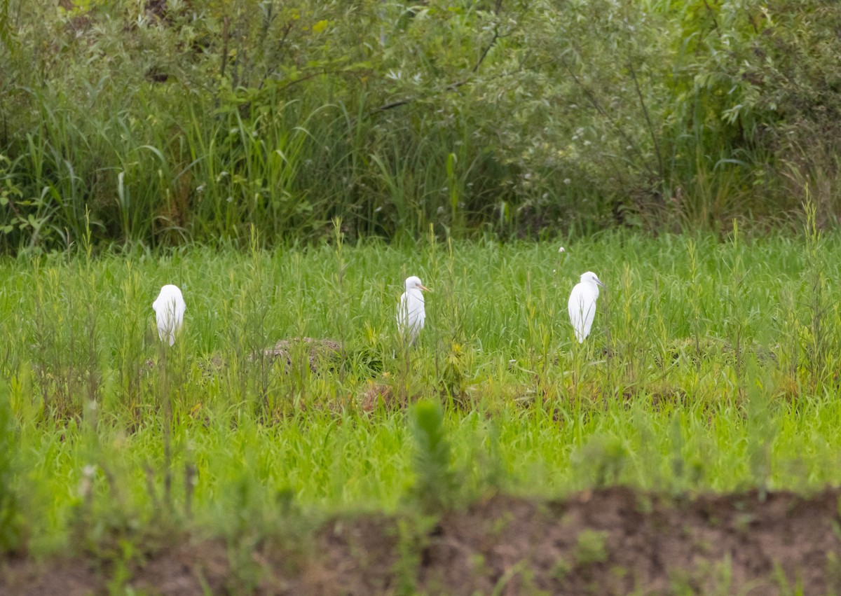 Western Cattle-Egret - ML638333926