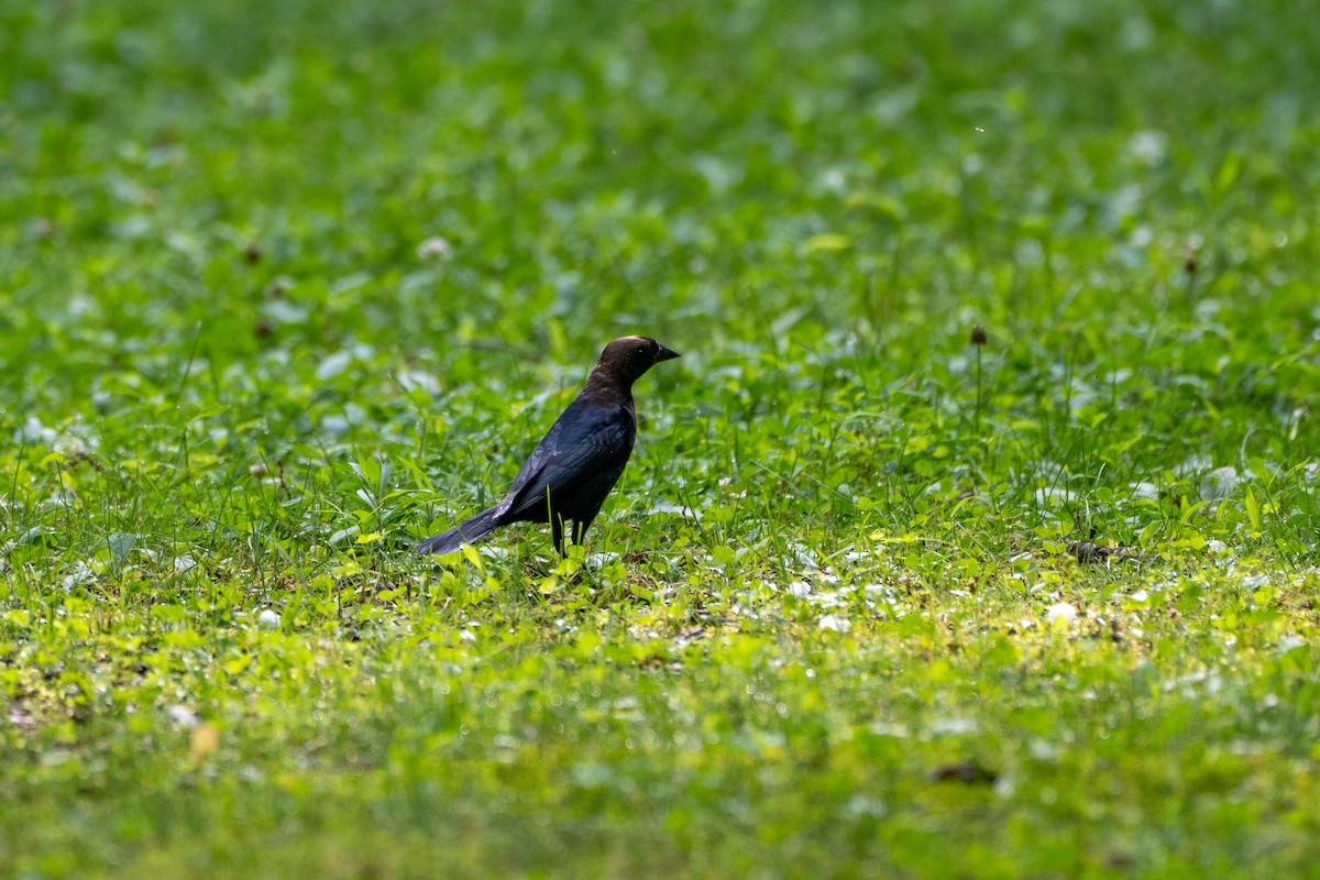 Brown-headed Cowbird - ML638333928