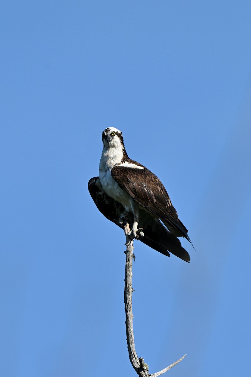 Osprey - ML638333930