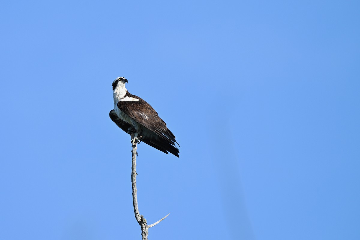 Osprey - ML638333931