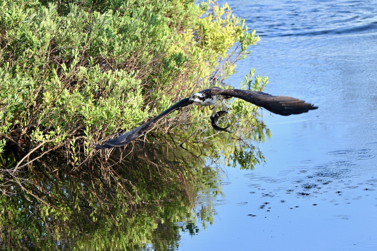 Osprey - ML638333933