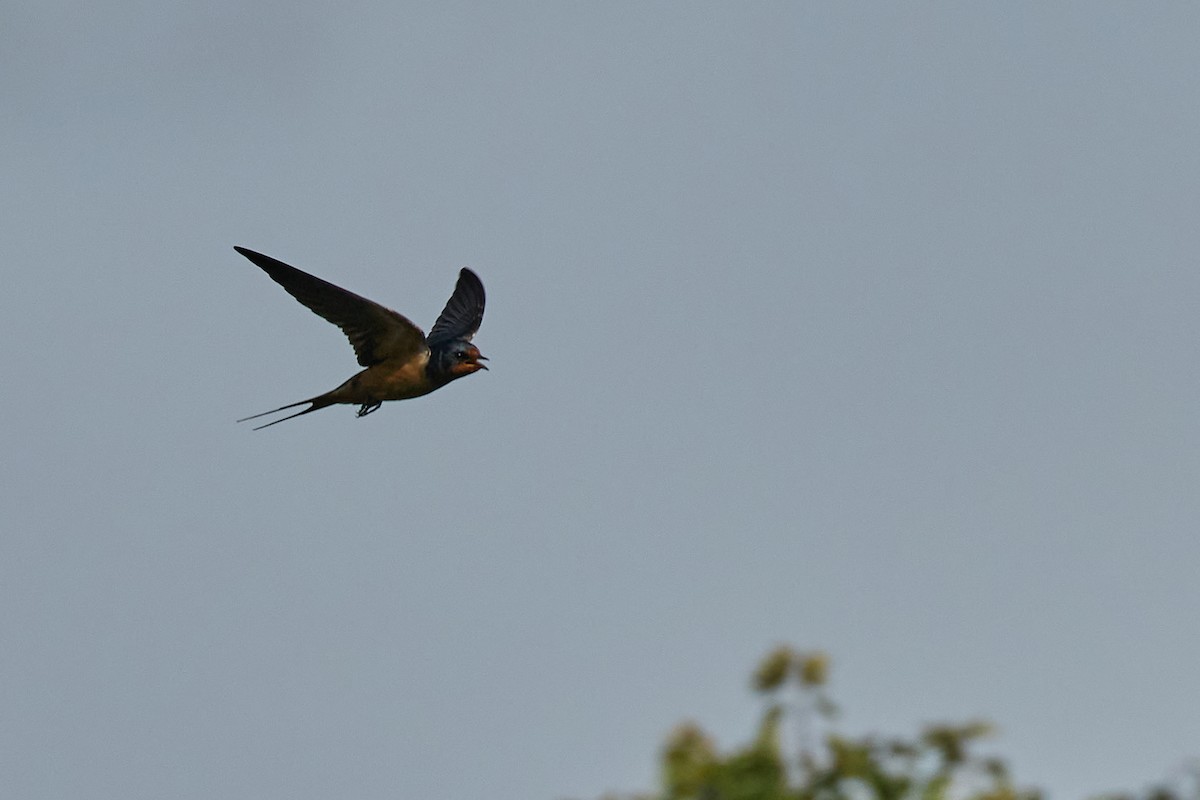 Barn Swallow - ML638333936
