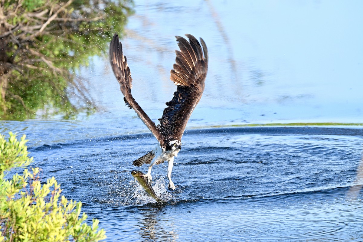 Osprey - ML638333939