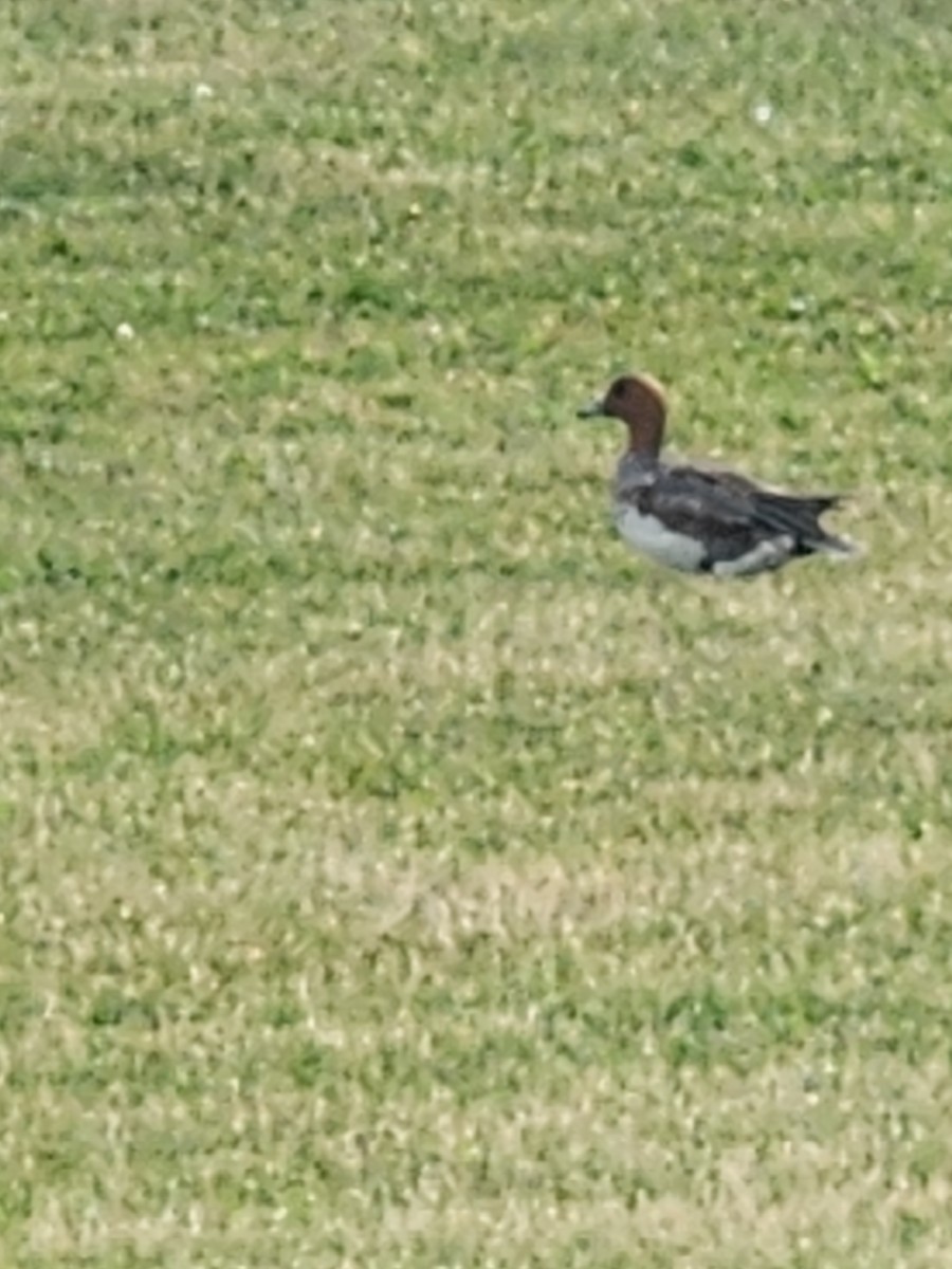 Eurasian Wigeon - ML638333942