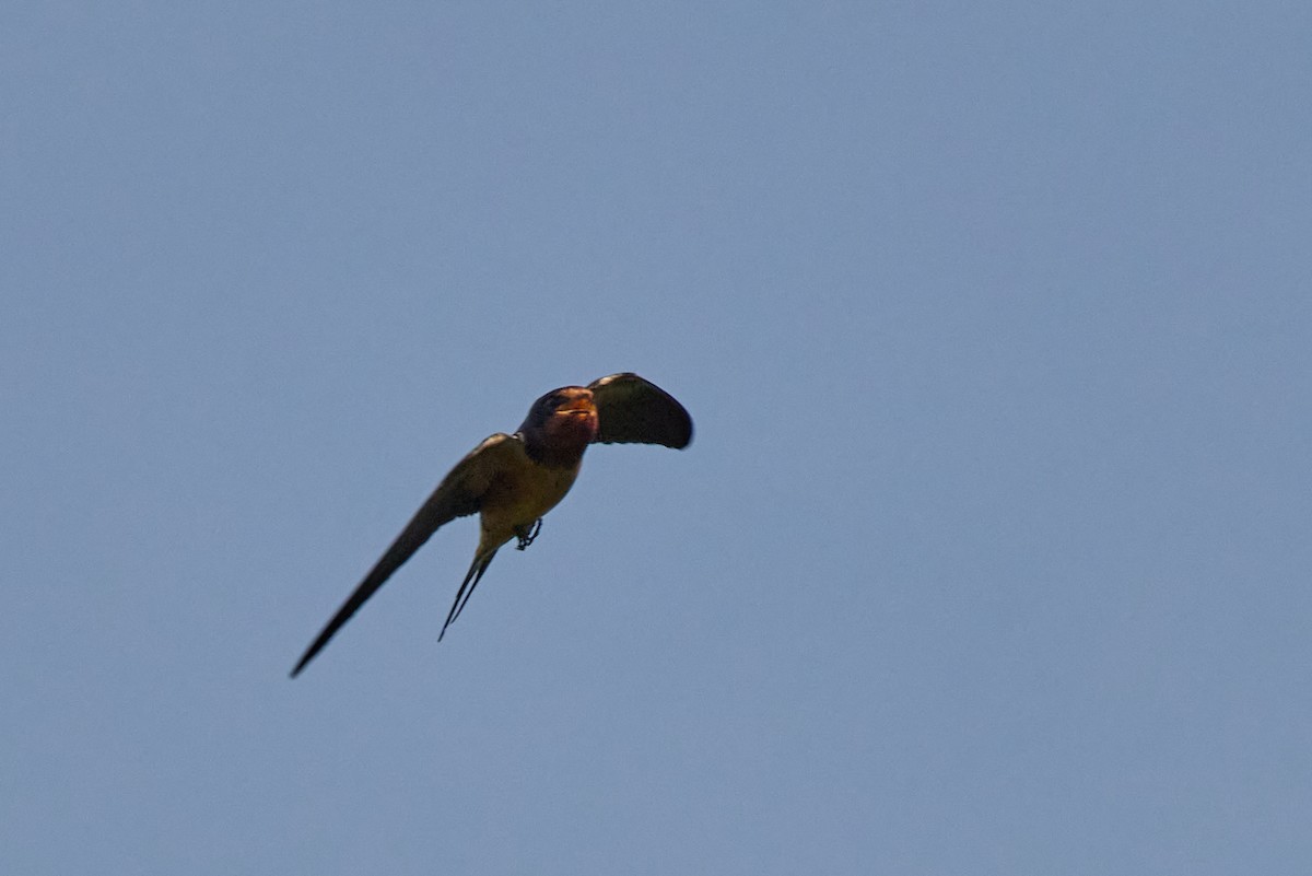 Barn Swallow - ML638333943