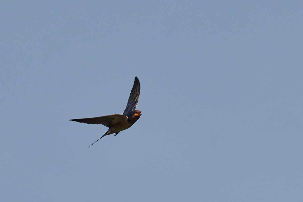 Barn Swallow - ML638333944