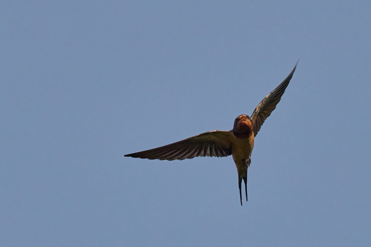 Barn Swallow - ML638333945