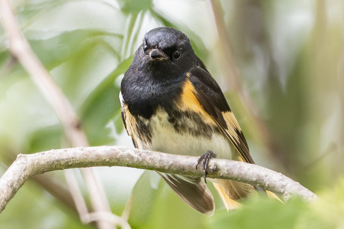 rødstjertparula - ML638333946
