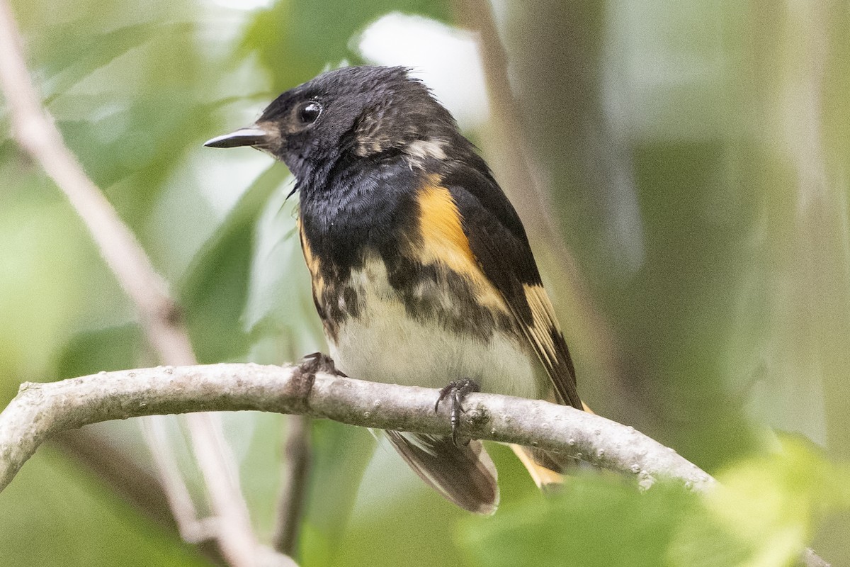 rødstjertparula - ML638333947