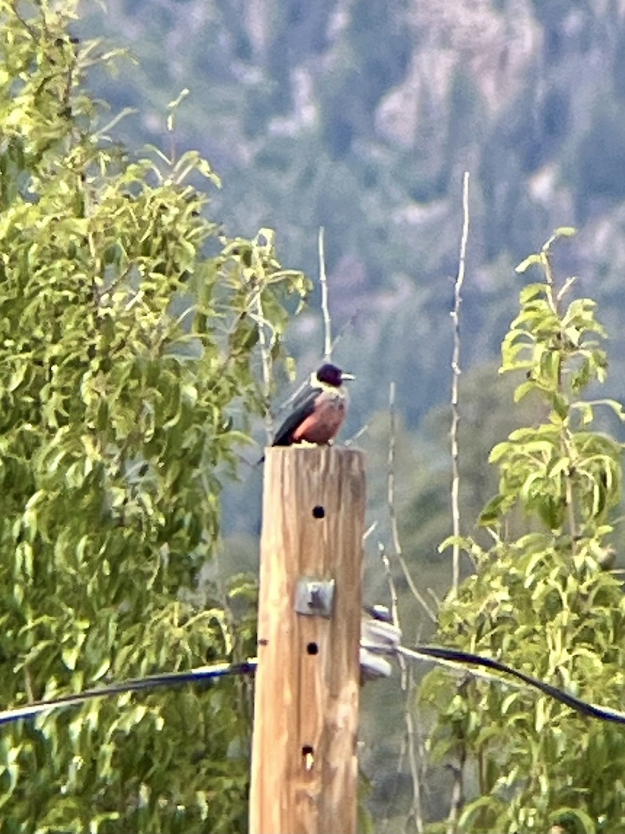 Lewis's Woodpecker - ML638333950