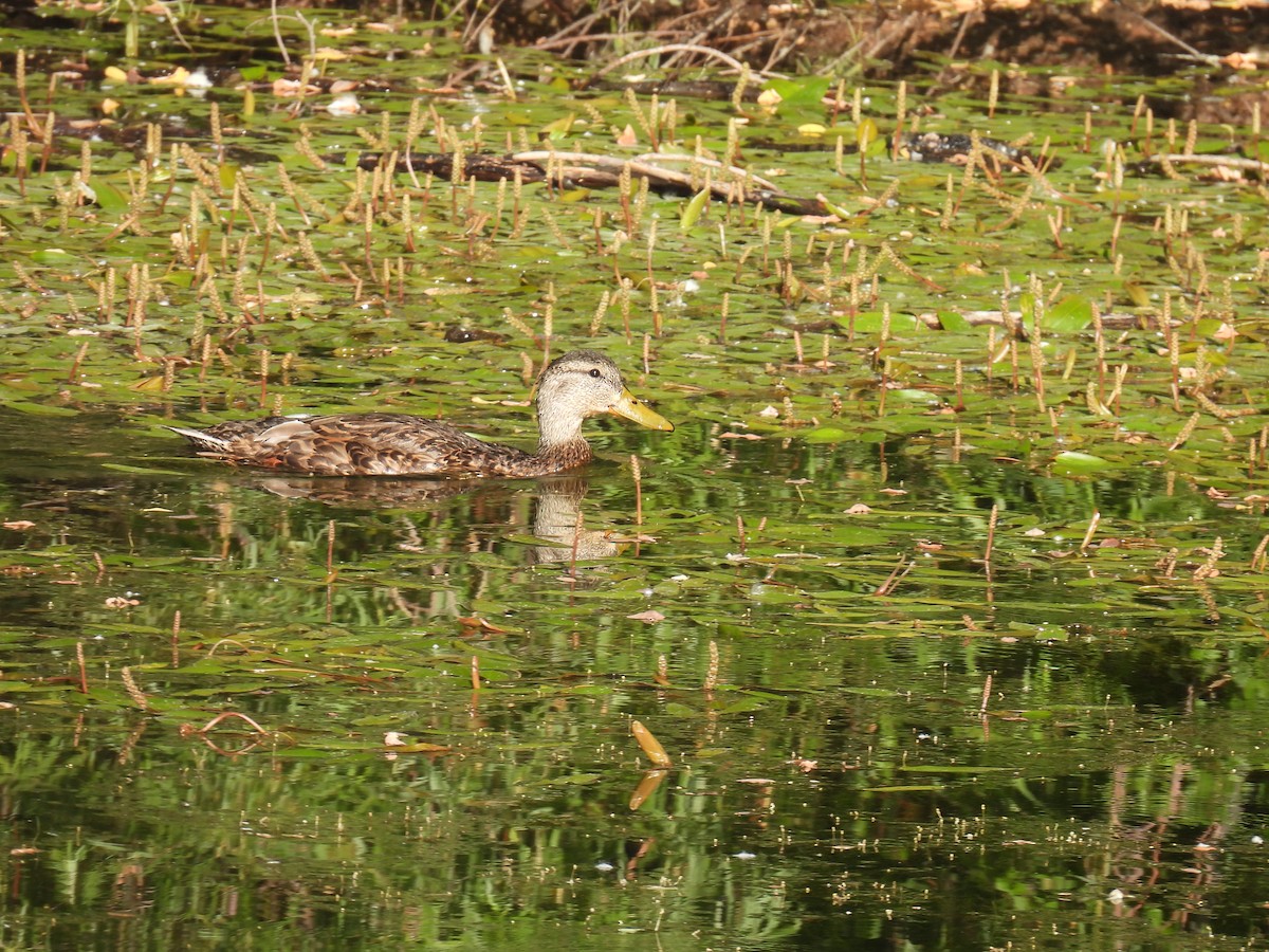 Mallard/Mexican Duck - ML638333953