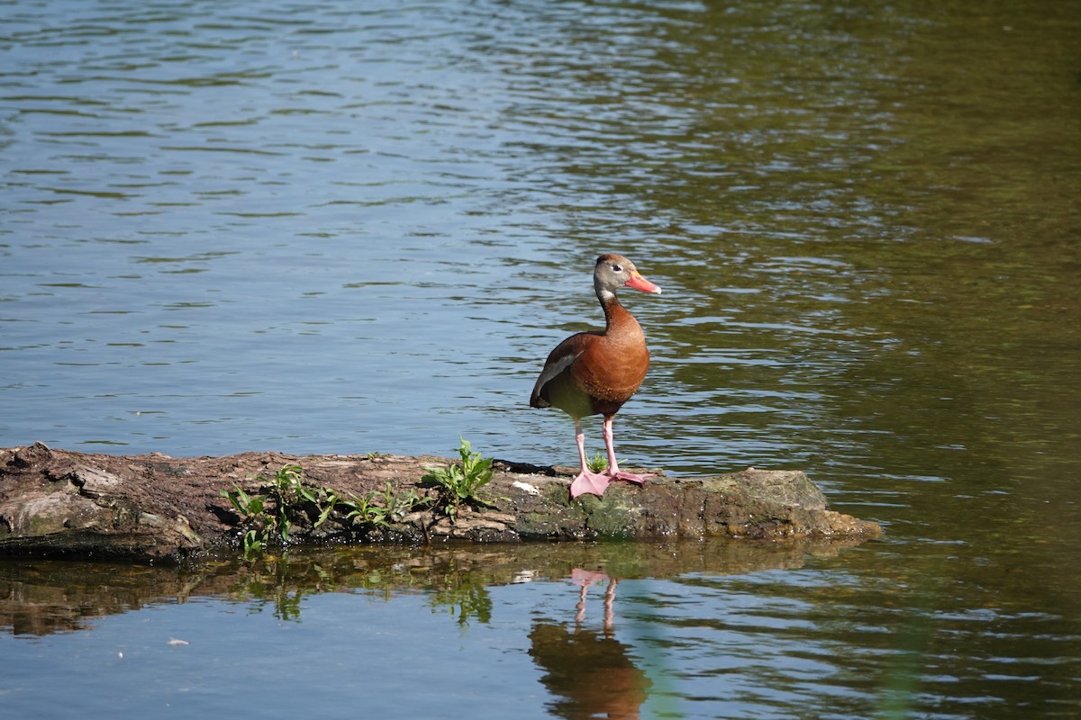 Black-bellied Whistling-Duck - ML638333954