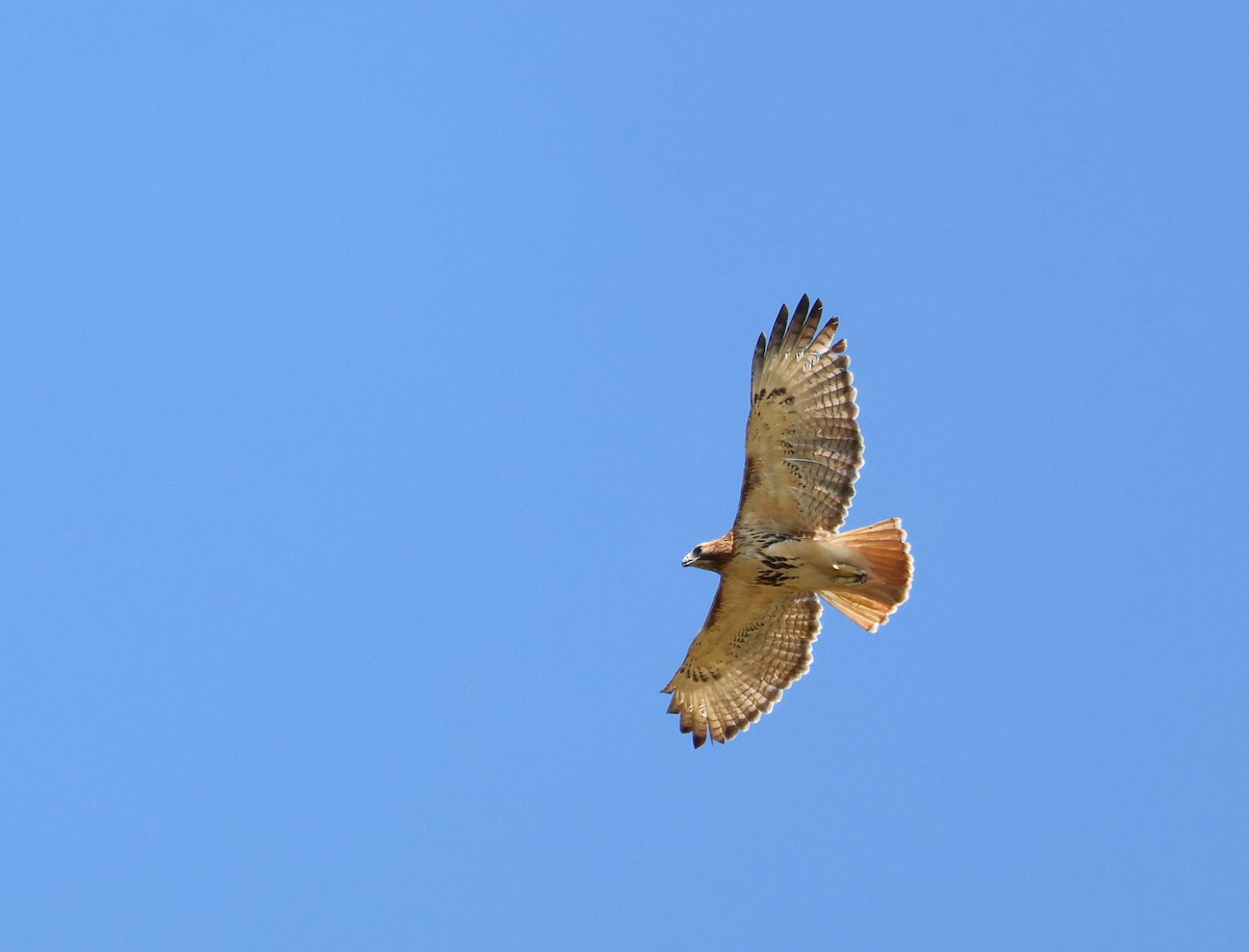 Red-tailed Hawk - ML638333957