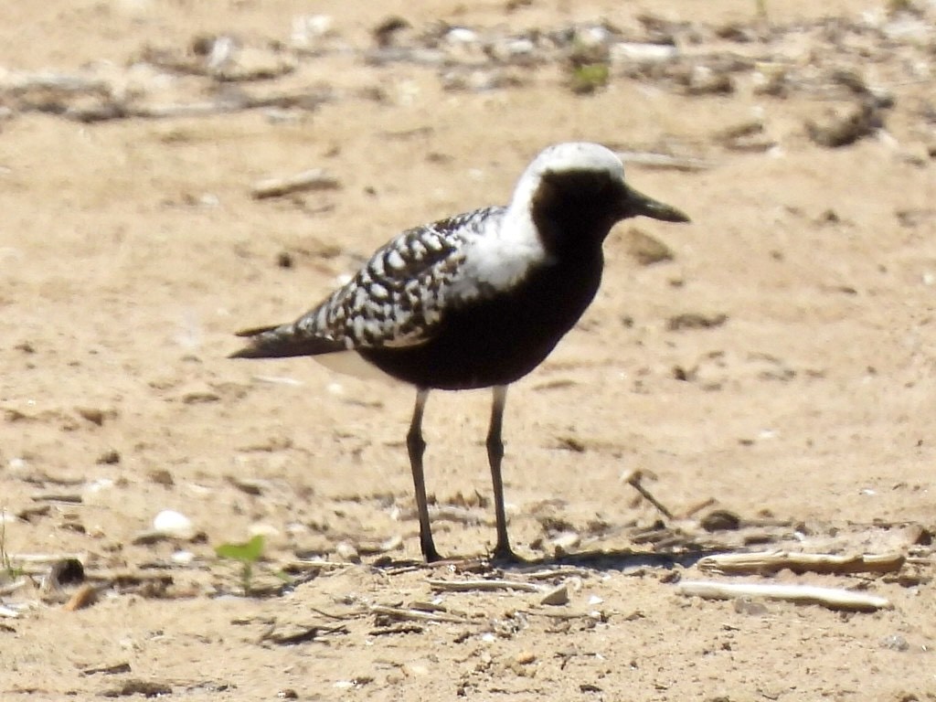 Black-bellied Plover - ML638333959