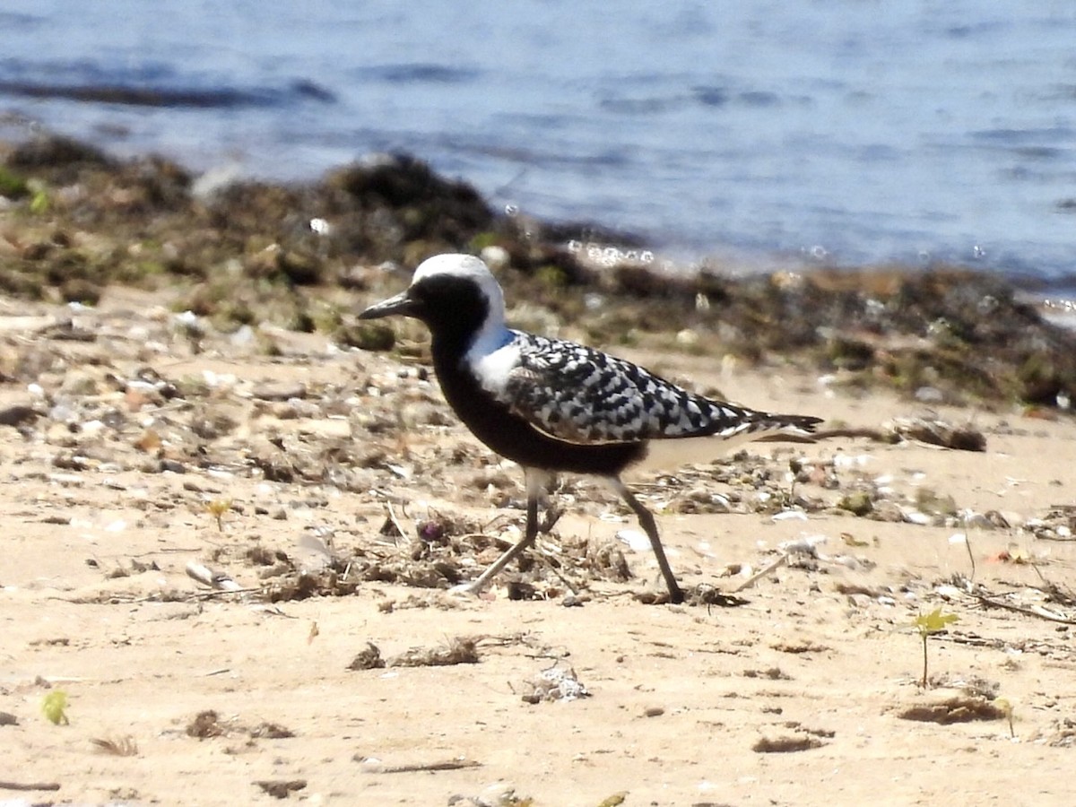 Black-bellied Plover - ML638333960