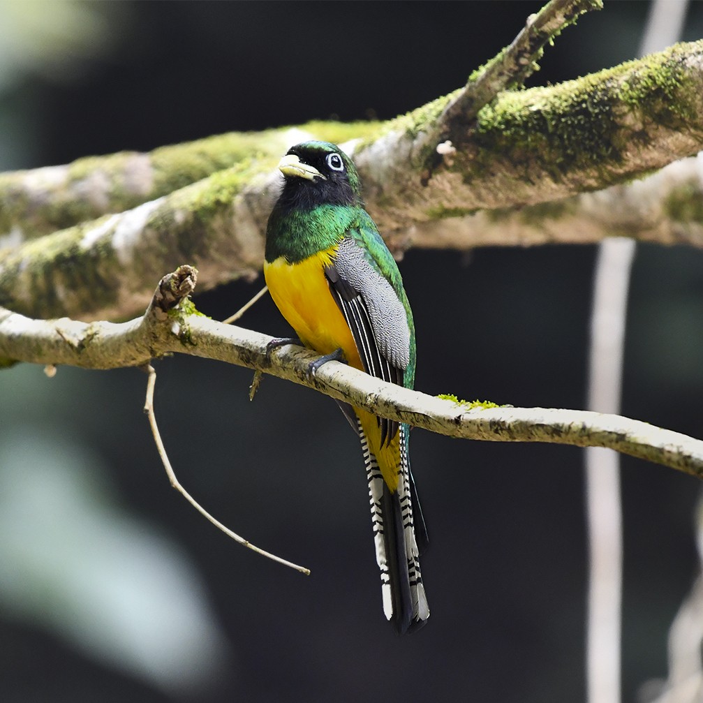 Northern Black-throated Trogon - ML638333967