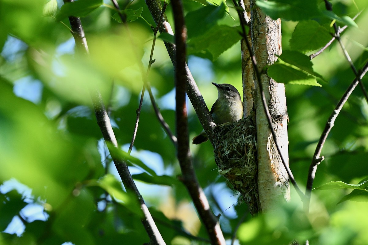 rødstjertparula - ML638333975