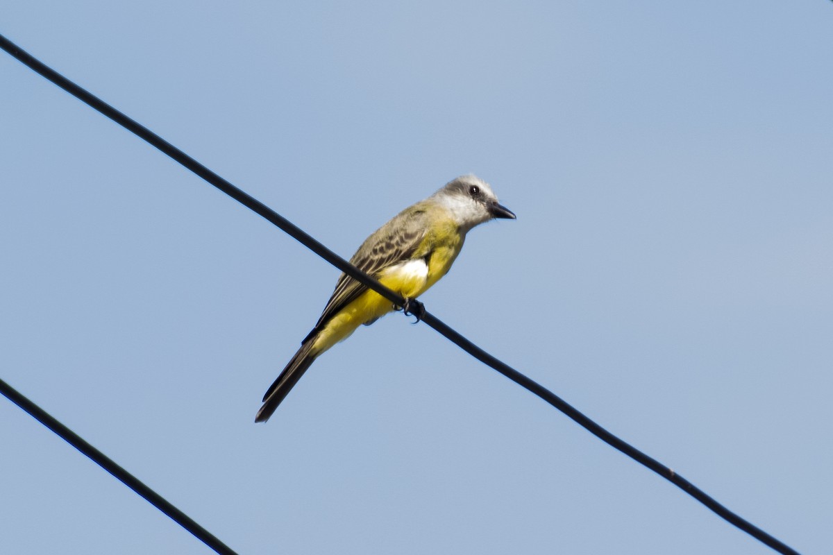 Tropikal Tiran (melancholicus/despotes) - ML638334013