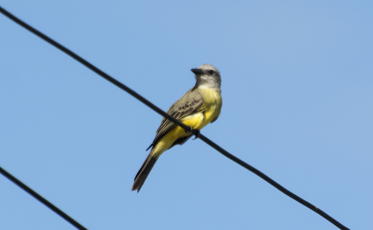 Tropikal Tiran (melancholicus/despotes) - ML638334014