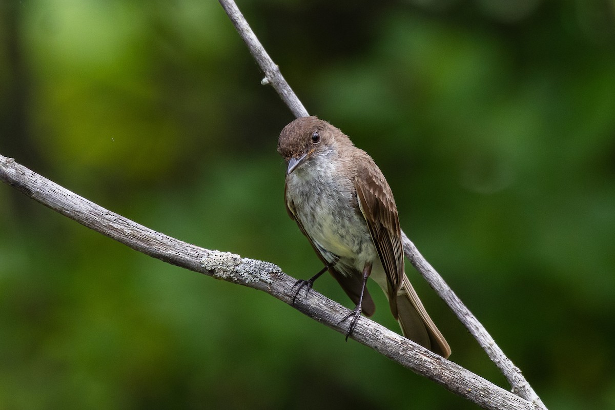 Eastern Phoebe - ML638334018